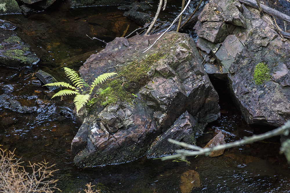en ormbunke växer på sten i ån